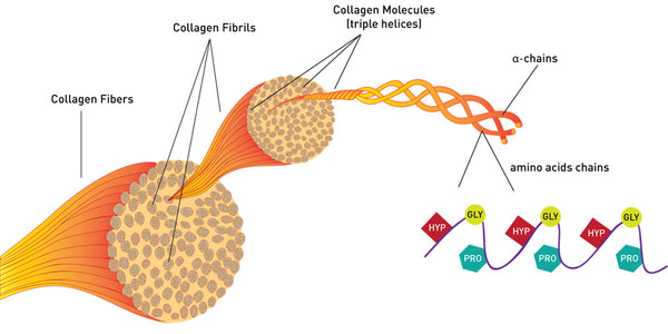 Collagen Synthesis