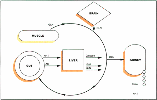 Benefits of Glutamine